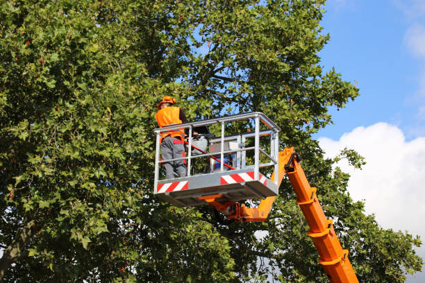 Best Tree Cabling and Bracing  in Fairlawn, VA