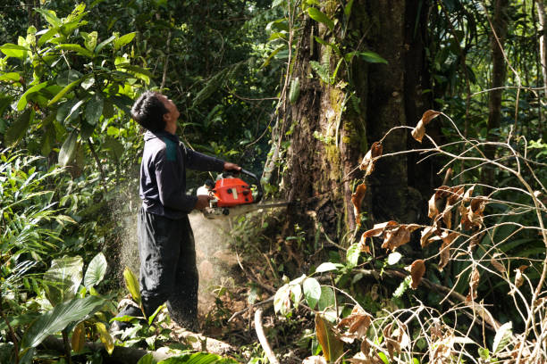 Best Storm Damage Tree Cleanup  in Fairlawn, VA