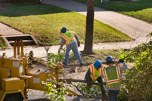 Best Palm Tree Trimming  in Fairlawn, VA