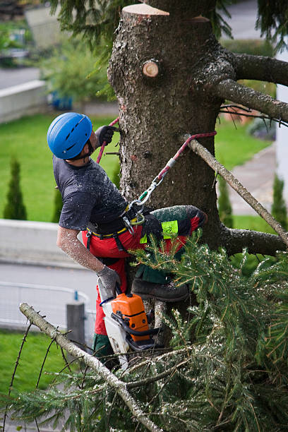 Best Lawn Watering Services  in Fairlawn, VA