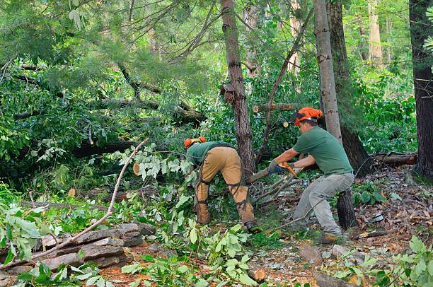 Best Firewood Processing and Delivery  in Fairlawn, VA