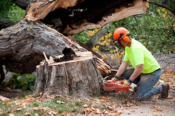 Tree and Shrub Care in Fairlawn, VA