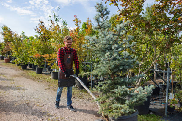 Best Tree Removal  in Fairlawn, VA