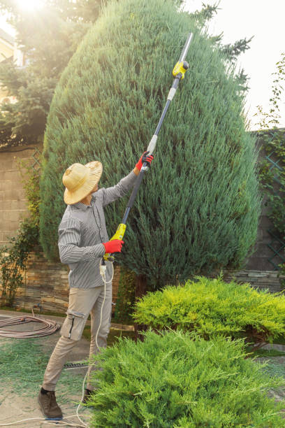 Best Fruit Tree Pruning  in Fairlawn, VA