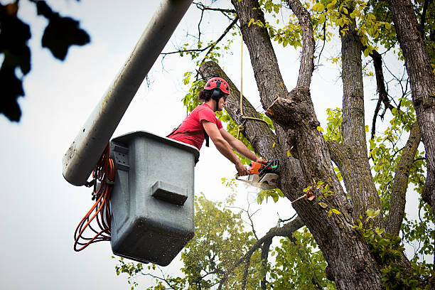 Best Root Management and Removal  in Fairlawn, VA