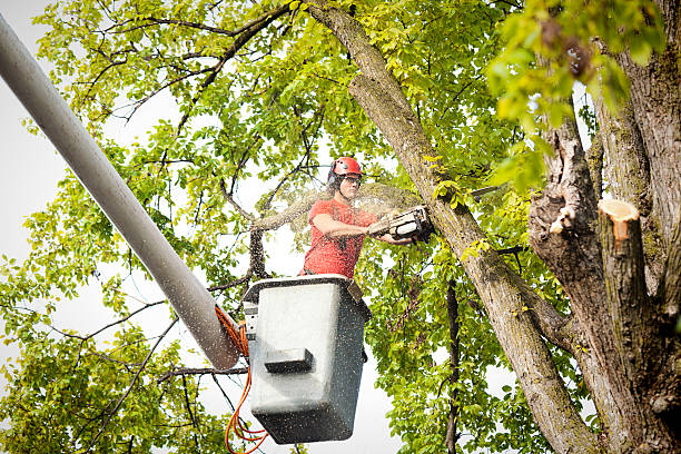 Best Hazardous Tree Removal  in Fairlawn, VA