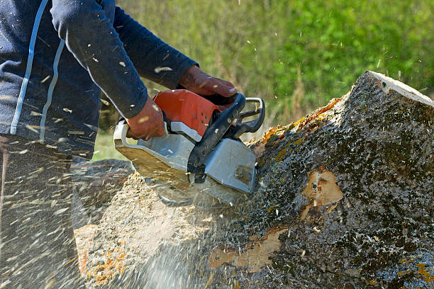 Professional Tree Care Services in Fairlawn, VA